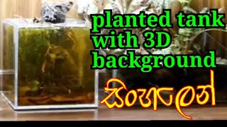 HOW TO MACK PLANTED TANK  WITH 3D BACKGROUND. in Sinhala ??.    [@slfishhome]