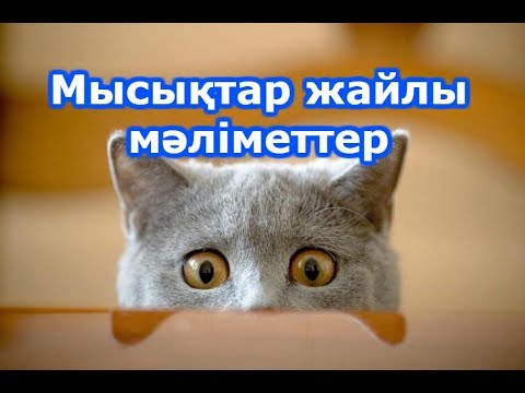 Бейне: Мысықты әбзелді қолдануға қалай үйрету керек