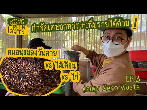 หนอนแมลงวันลาย VS ไส้เดือน วิธีกำจัดเศษอาหารที่ดอยตุง Ep.3 l Zero Waste Thailand [KongGreenGreen]