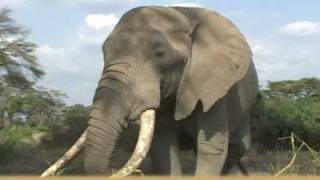 African Elephant