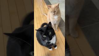 Funny Cats 😹 Episode 558 #Shorts