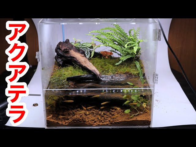 Ｇ88 爬虫類、両生類、シェルター、アクアテラリウム、インテリア、DIY Aquaterrarium for keeping frogs fashionable - YouTube