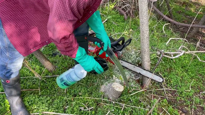 Controlling Invasive Trees With Herbicides