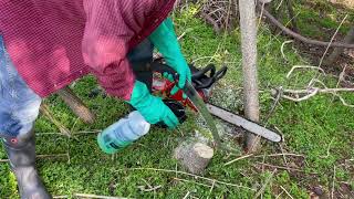 Controlling Invasive Trees With Herbicides