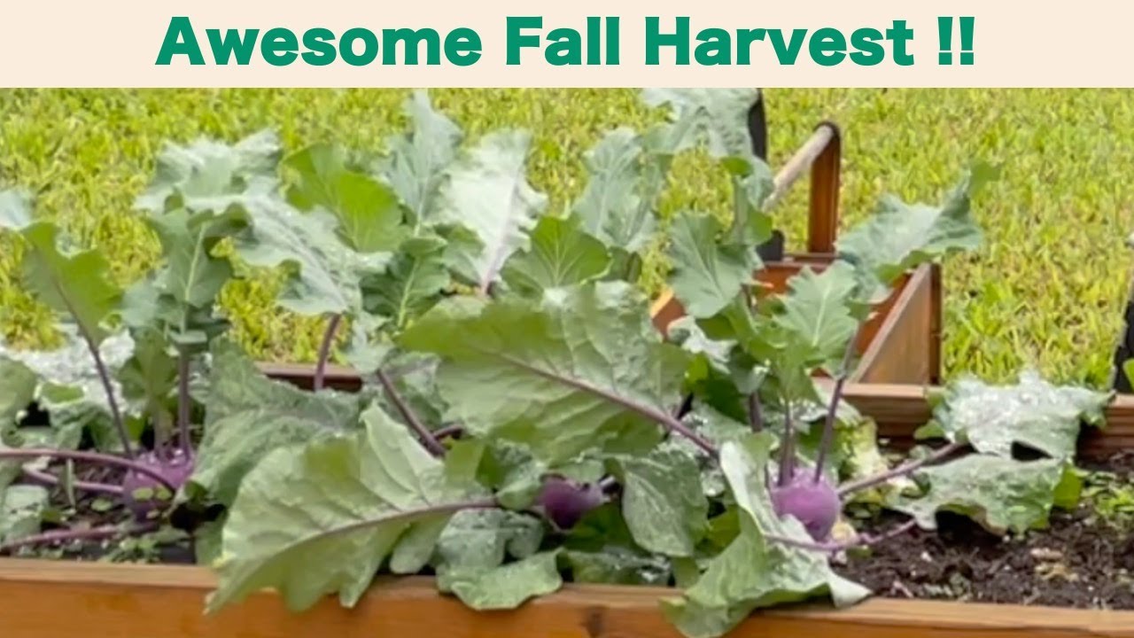 Fall Garden Harvest - Kohlrabi and Bok Choy!