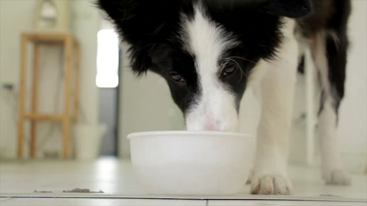 dog-drinking | food-thirsty | Full HD| 1080p HD | RH Animals