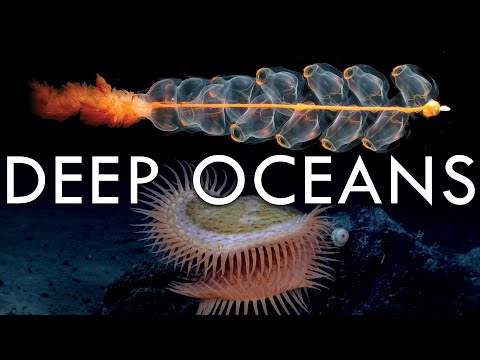 Vídeo: Què és la termoclina a l'oceà?