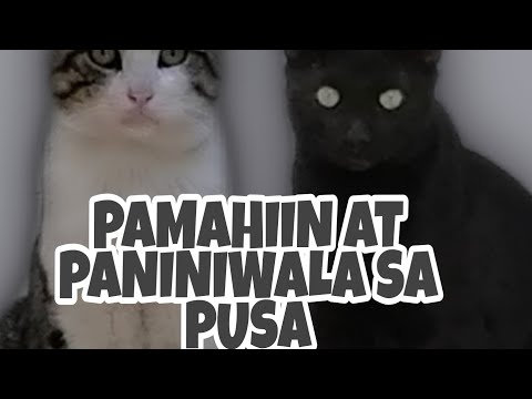 Video: Paghihiwalay Pagkabalisa Sa Pusa