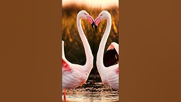 Have you ever seen a nest like this? 🏠🐦