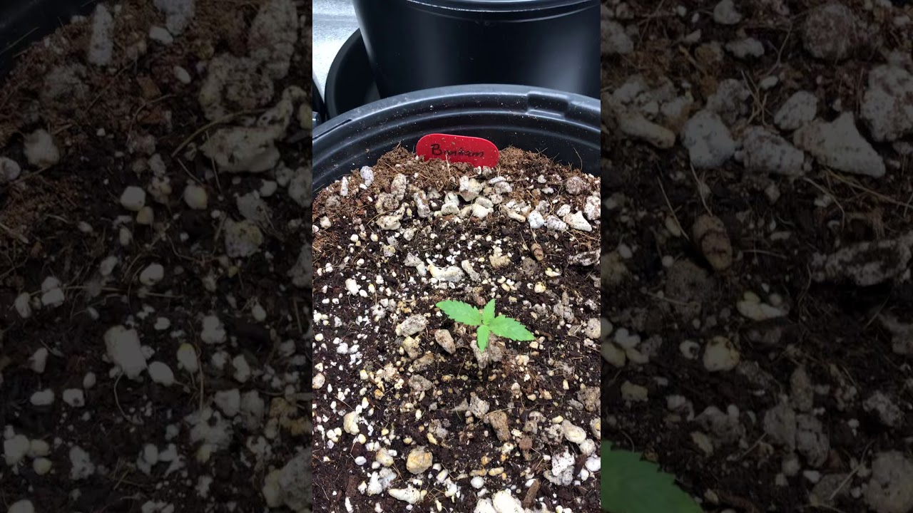 Beginner first indoor tent grow, auto flower