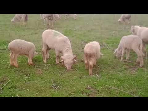 Newborn Lamb || Sheep || Need Attention Movement || On Pretty Xahid