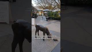 Walk Seattle: Mochinut University Village-Feb 2024