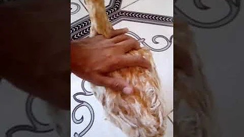 O que acontece se o ovo quebra dentro da galinha?