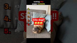 Silly PUPPY!!!  #funny #pets #explore