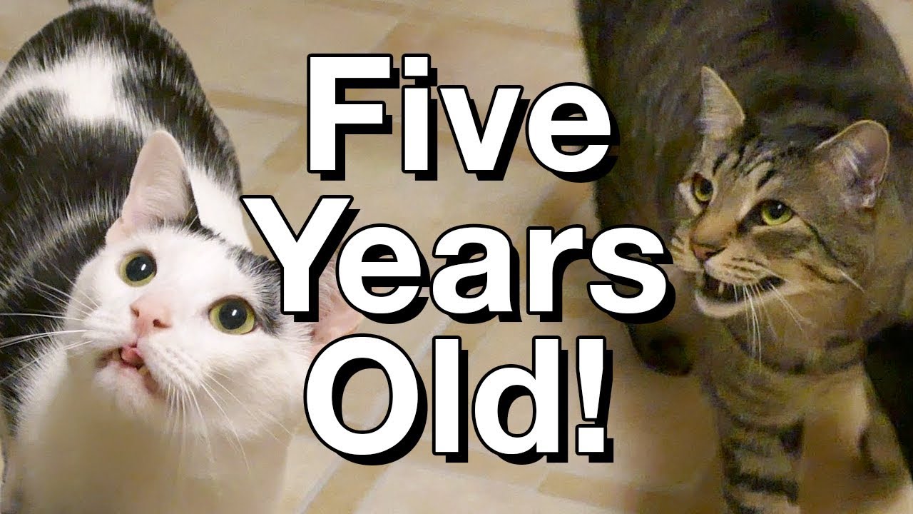 Happy Birthday, Kitties! • 6.3.17 - YouTube