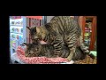 These cats are sibling cats 【保護猫】兄妹猫