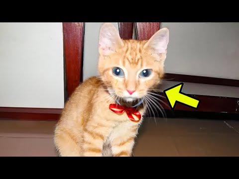Video: Mikä kissaryhmän nimi on?