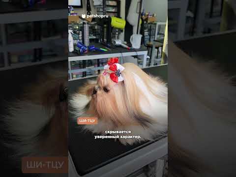 Три породы собак, которые очень тяжело дрессировать 👹 #породысобак