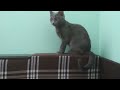 Самая лучшая в мире игрушка (котенок играет с хвостом)