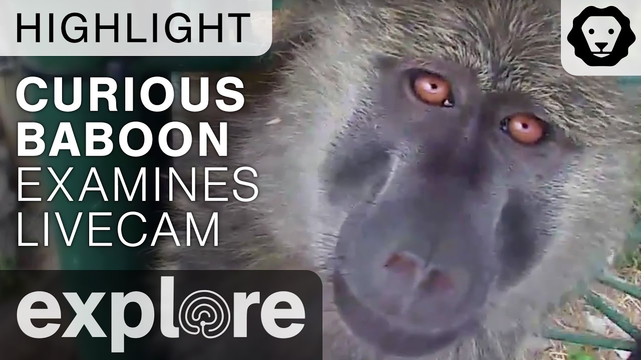 live streaming rmc sport Curious Baboons Examines Camera - Live Cam Highlight