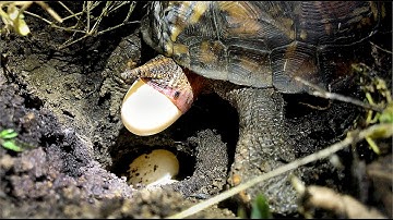 Eastern Box Turtle Laying Eggs | Wild Box Turtle in Pennsylvania