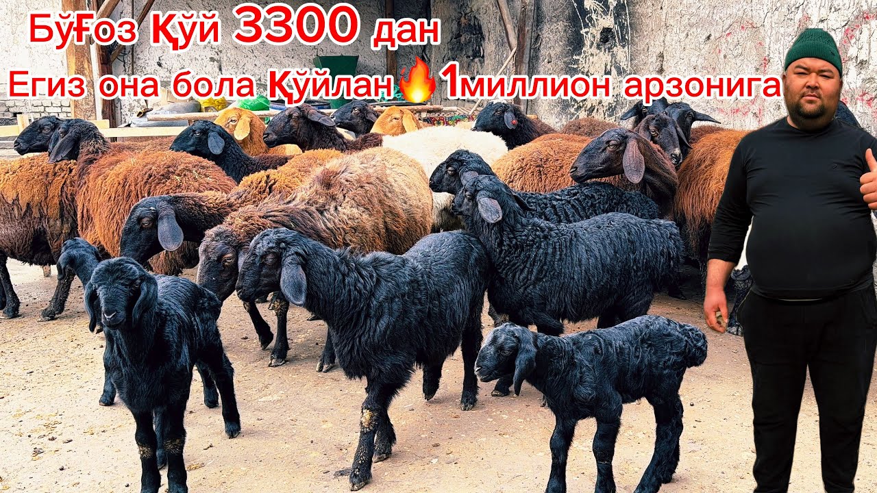 3300 дан йош бўғоз қўйлар🔥Егизчи она бола қўй Шарофполвон қўқон