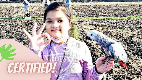 HEATHER CONGO AFRICAN GREY PARROT|CERTIFIED FREEFL...