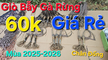 Giò bẫy gà rừng giá rẻ nhất mùa 2025-2026