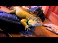 Dealing with Iguana Aggression