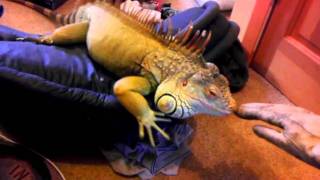 Dealing with Iguana Aggression Dealing with Iguana Aggression
