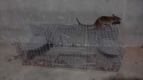 Bẫy chuột thông minh bẫy chuột nhiều con cùng lúc. LH 0902.604.235
