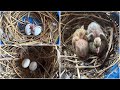 আমাদের কবুতর ফার্ম থেকে,,,কিছু কবুতর বিক্রি করা হবে