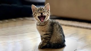 Best Funny Cat Videos  Funniest Cats  Funny Animal Videos Video Kucing Lucu #cat #funny #viral