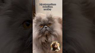 Cat Or What?