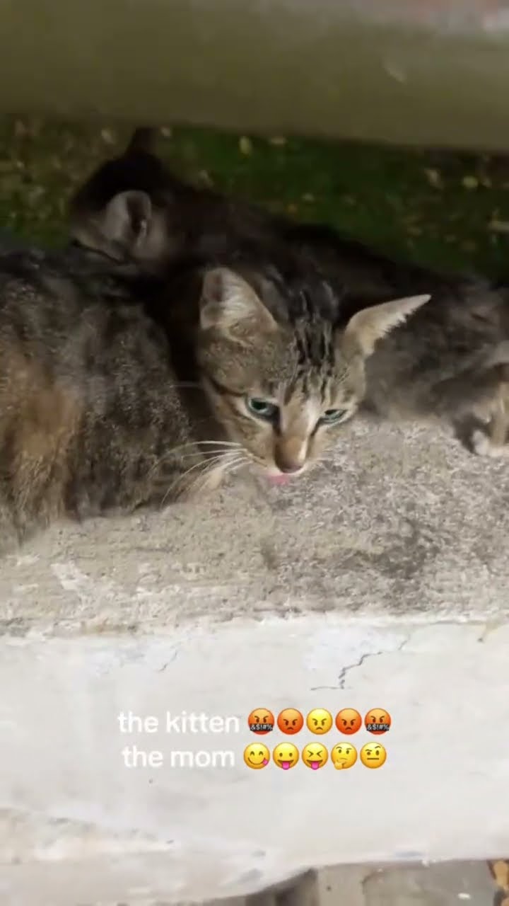 Kittyo just angry and spicy but the mama Js chilling