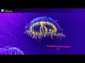 Неймовірні медузи: відео. Музей медуз, Київ. Підводний світ у центрі Києва. Цікаві факти про медуз