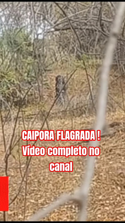 CAIPORA CAUGHT! #ithinnfarras #caipora #brazilianfolklore #shorts #viralshorts #brazilianlegend