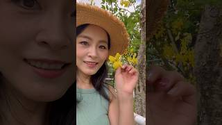 路边的大树，黄色的小花，好漂亮🫰🌈 #vlog #新加坡 #新加坡生活 #日常