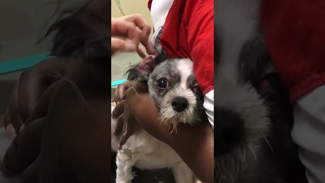 Shihtzu ears were never done because last groomer couldn't touch her