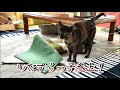 自分より大きな座布団やマットを運ぶ怪力なサビ猫　姉猫へのやきもち？