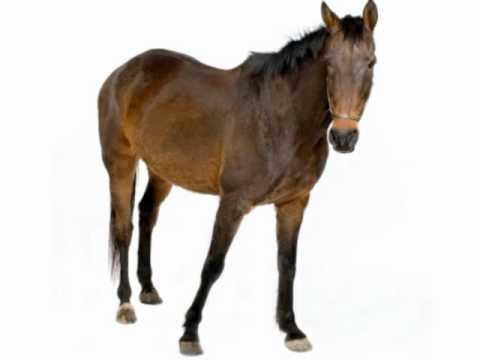HORSE: American Sign Language for HORSE - YouTube