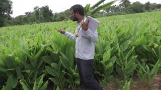 Youths achieved 400 quintal yield turmeric for one acre