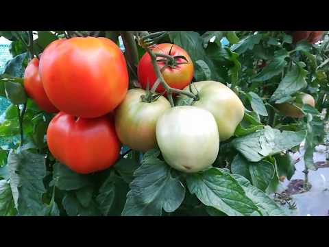 Видео: Защо доматът е червен