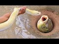 Fish vs  Snake-Crazy Way to Catch Fish