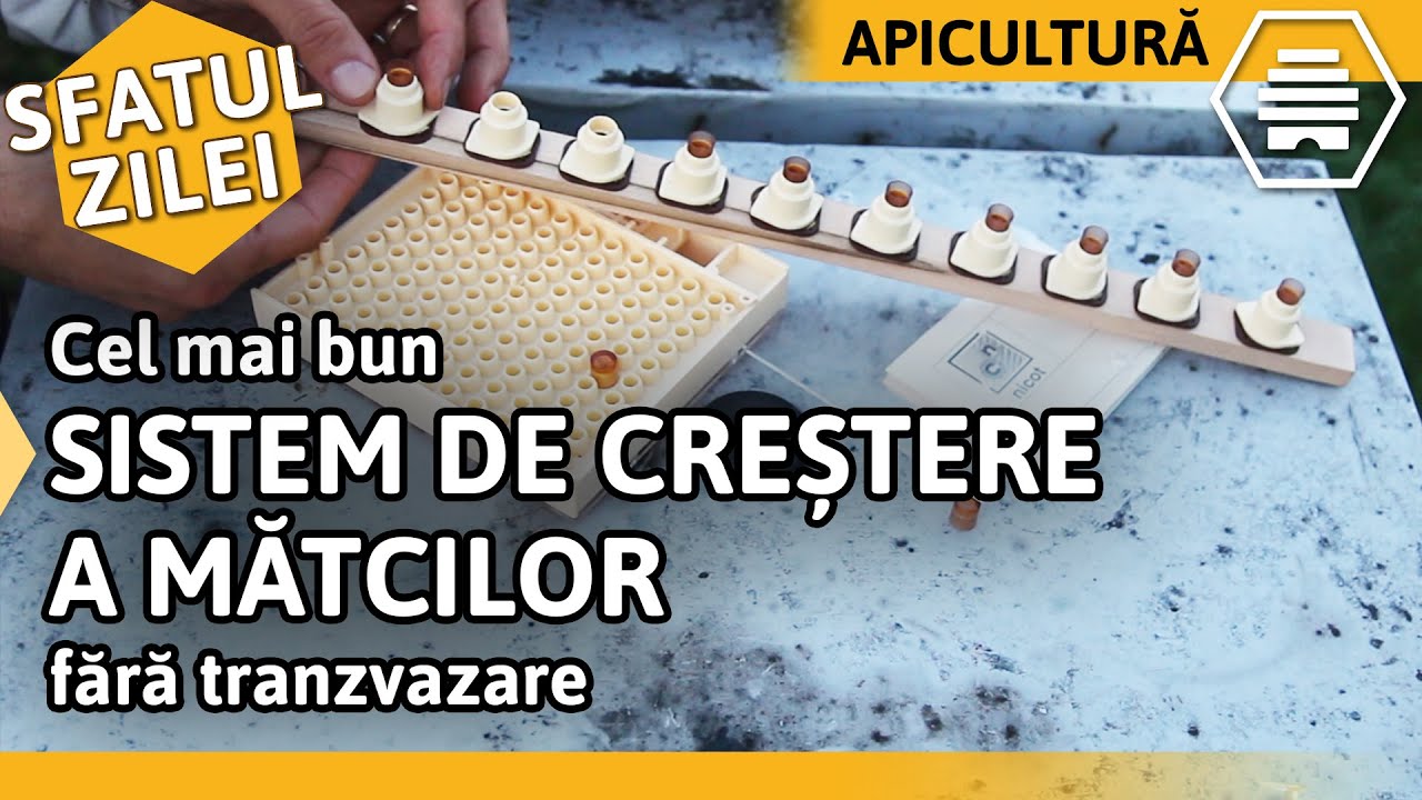 Cel mai bun SISTEM DE CREȘTERE A MĂTCILOR fără tranzvazare [Sfatul zilei]
