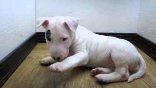 Jason The Akc Bull Terrier