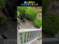 猫と動物の神遭遇ランキング🐱TOP6