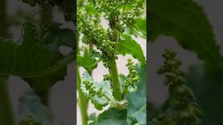 Aphids, Aphidoidea, Feeding on Dock or Sorrel, Rumex acetosa, Polygonaceae. Kyiv Ukraine 18.05.23