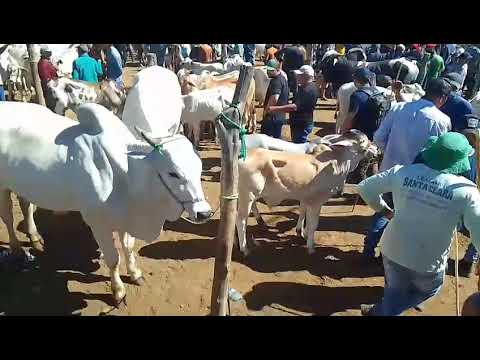 TODAY 06/22/26 BIG CATTLE FAIR IN TABIRA Come Check It Out,,,