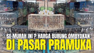 SEMURAH INI ? HARGA BURUNG OMBYOKAN DI PASAR BURUNG PRAMUKA